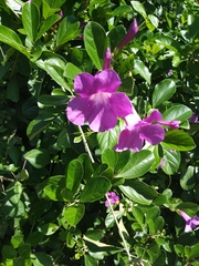 Glowvine (Bignonia magnifica)