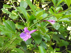 Glowvine (Bignonia magnifica)