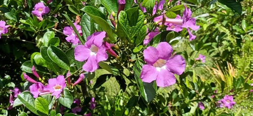 Glowvine (Bignonia magnifica)