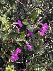 Glowvine (Bignonia magnifica)