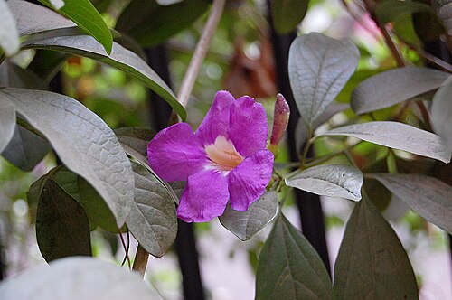 Glowvine: Bignonia magnifica