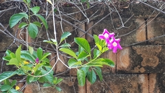 Glowvine (Bignonia magnifica)