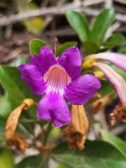 Glowvine (Bignonia magnifica)