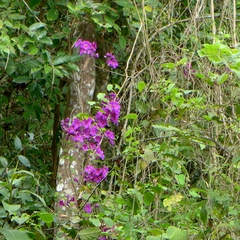 Glowvine (Bignonia magnifica)