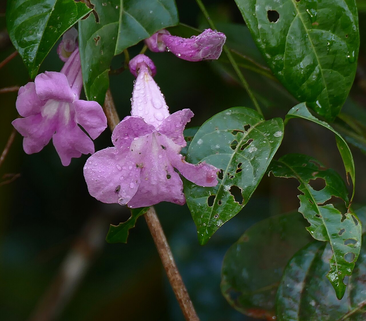 Bignonia neoheterophylla: Piste de Bélizon, Roura, French Guyana, FRANCE