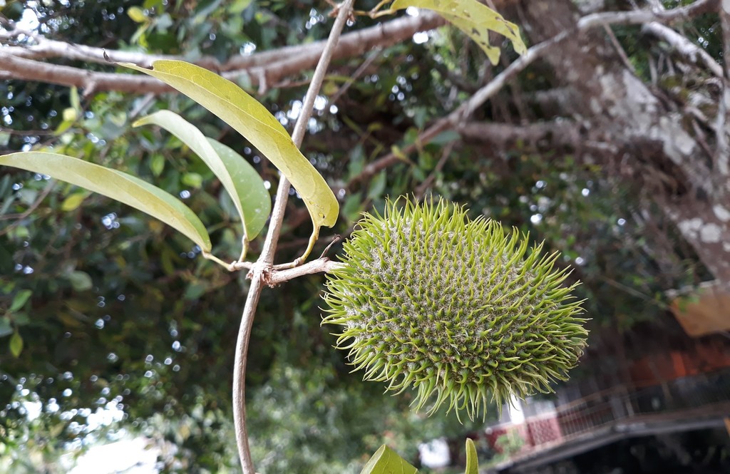 Bignonia noterophila (Bignonia noterophila)