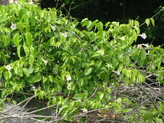 Bignonia potosina (Bignonia potosina)