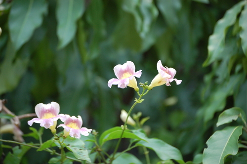 Bignonia potosina (Bignonia potosina)