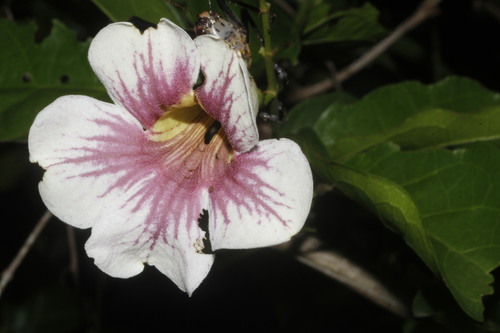 Bignonia potosina (Bignonia potosina)