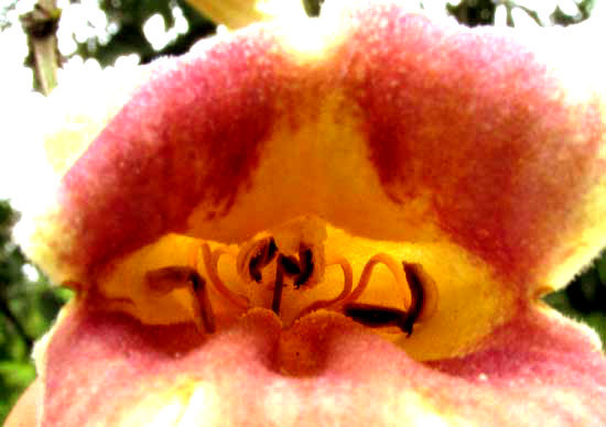 Bignonia potosina (Bignonia potosina)