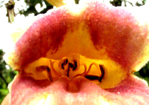 Bignonia potosina (Bignonia potosina)