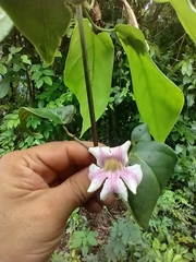 Bignonia potosina (Bignonia potosina)