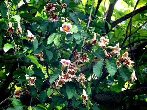 Bignonia potosina (Bignonia potosina)