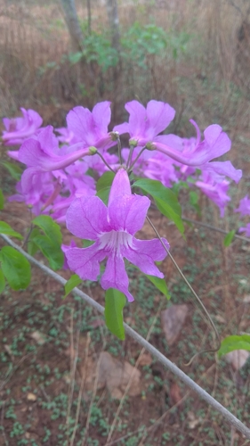 Bignonia ramentacea (Bignonia ramentacea)