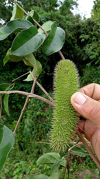 Bignonia sciuripabulum: Bignonia sciuripabula (Bureau & K.Schum.) L.G. Lohmann