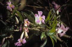 Bignonia sciuripabulum (Bignonia sciuripabulum)