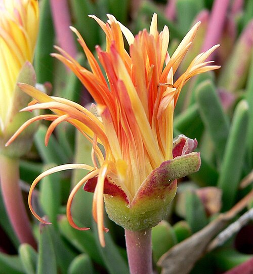 Bijlia tugwelliae: Photo of Bijlia tugwelliae at the University of California Botanical Garden