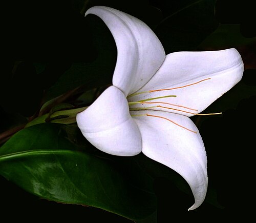 Bikkia philippinensis: Bikkia philippinensis in Red Mountains, Surigao del Sur, the Philippines