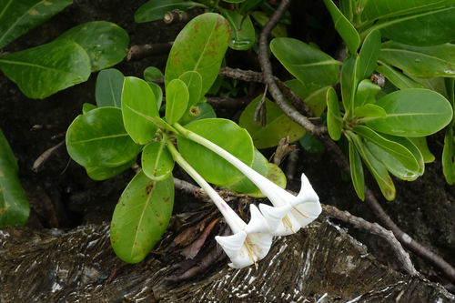 Bikkia tetrandra (Bikkia tetrandra)