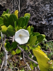 Bikkia tetrandra (Bikkia tetrandra)