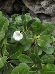Bikkia tetrandra (Bikkia tetrandra)