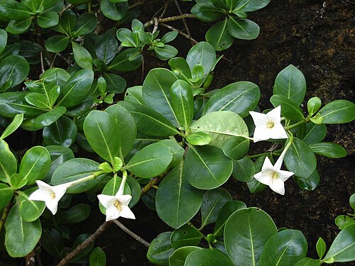 Bikkia tetrandra: Bikkia tetrandra (siale tafa) on Tongatapu