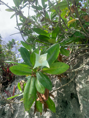 Bikkia tetrandra (Bikkia tetrandra)