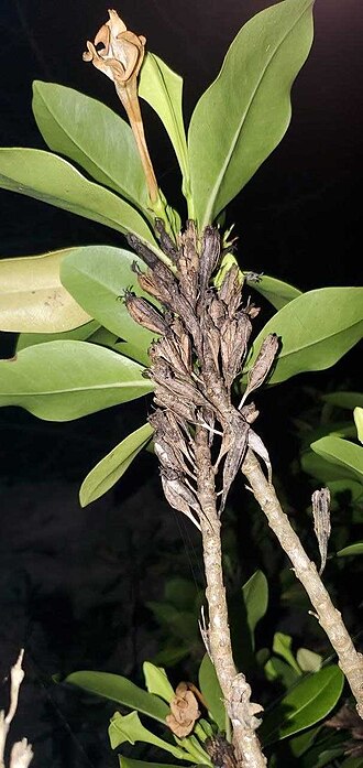 Bikkia tetrandra: Bikkia tetrandra seed capsules, Tumon, Guam