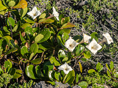 Bikkia tetrandra (Bikkia tetrandra)