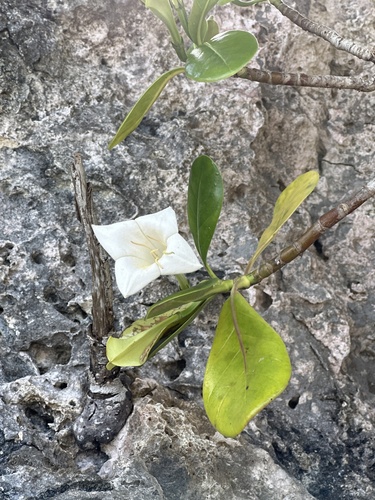 Bikkia tetrandra (Bikkia tetrandra)