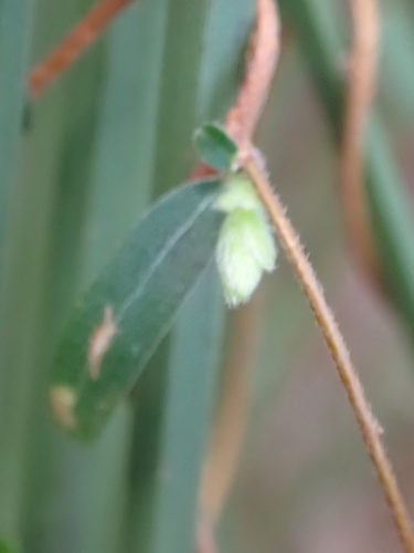 Billardiera variifolia (Billardiera variifolia)