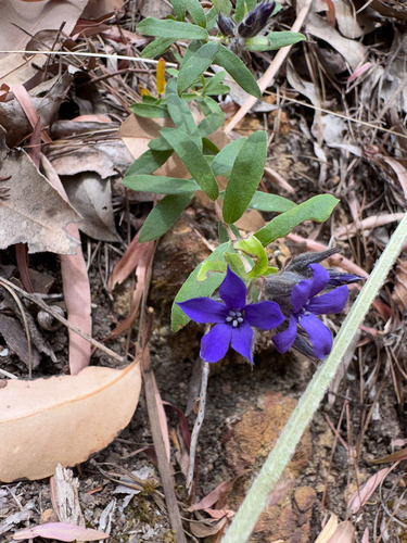 Billardiera variifolia (Billardiera variifolia)