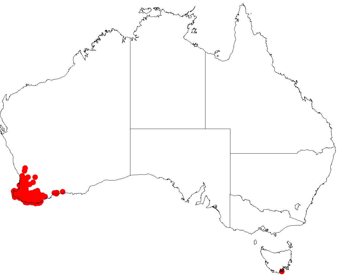 Billardiera variifolia: Billardiera variifolia occurrence data from Australasian Virtual Herbarium downloaded 5 July 2018