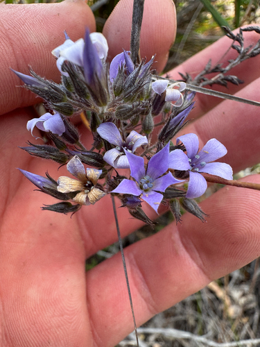 Billardiera variifolia (Billardiera variifolia)