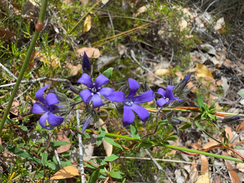 Billardiera variifolia (Billardiera variifolia)