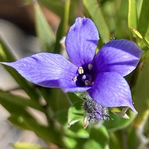 Billardiera variifolia (Billardiera variifolia)