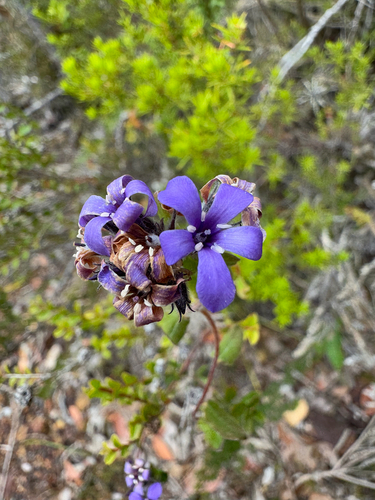 Billardiera variifolia (Billardiera variifolia)