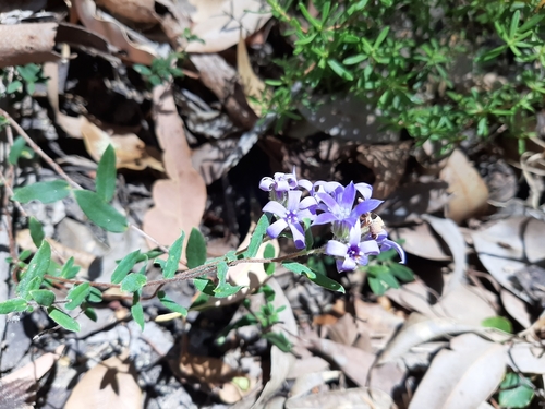 Billardiera variifolia (Billardiera variifolia)