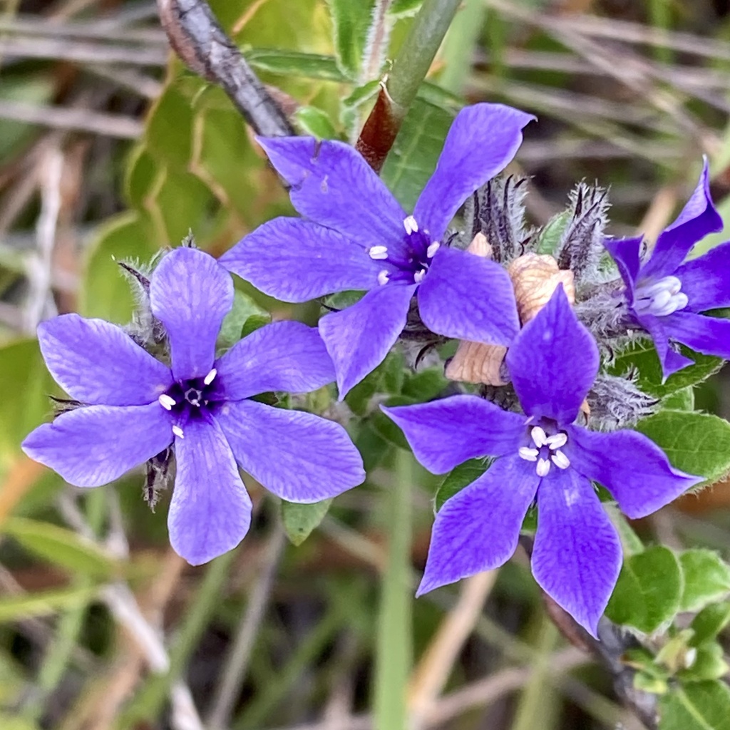Billardiera variifolia (Billardiera variifolia)