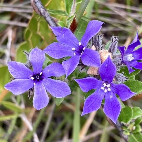 Billardiera variifolia (Billardiera variifolia)
