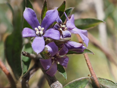 Billardiera variifolia (Billardiera variifolia)
