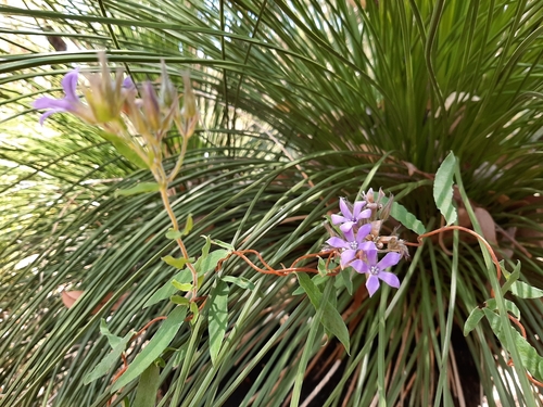 Billardiera variifolia (Billardiera variifolia)
