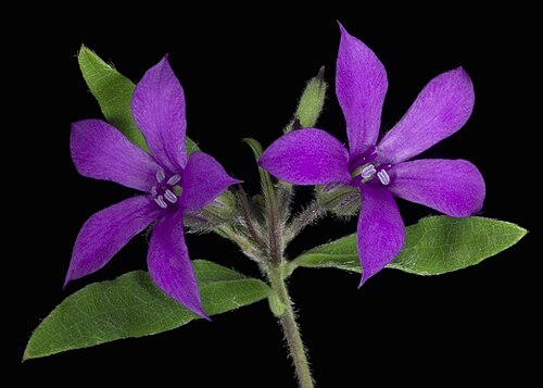 Billardiera variifolia: KRT3175
