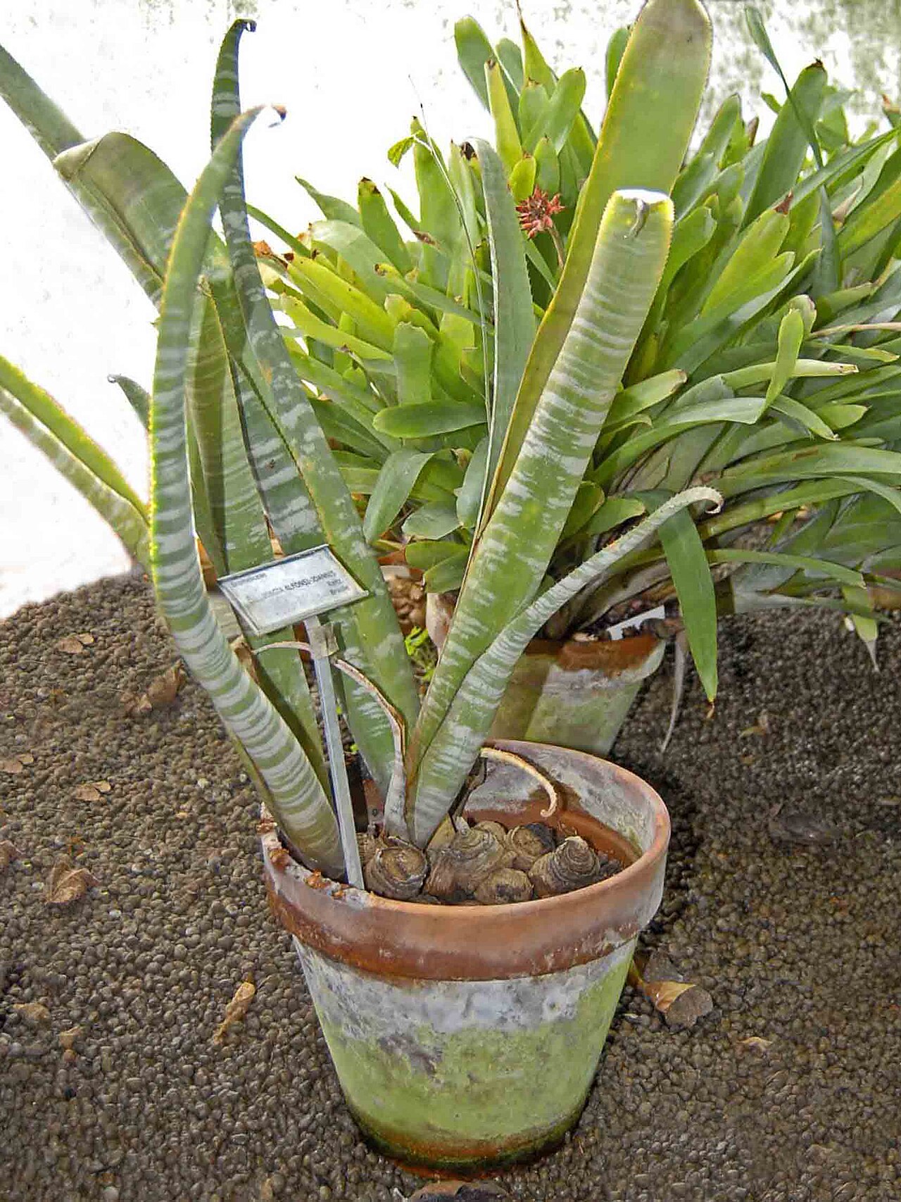 Billbergia alfonsi-joannis: Billbergia alfonsi-joannis at Orto Botanico dell'Università di Genova
