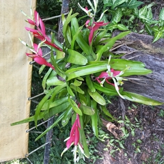 Billbergia amoena (Billbergia amoena)