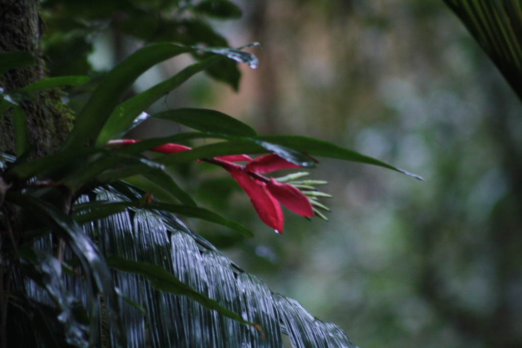 Billbergia amoena (Billbergia amoena)