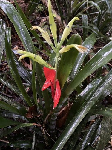 Billbergia amoena (Billbergia amoena)