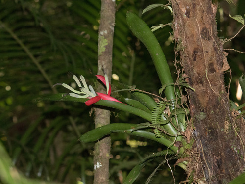 Billbergia amoena (Billbergia amoena)