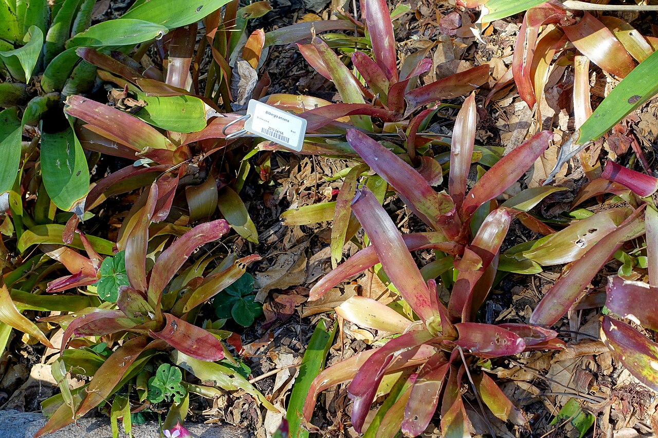 Billbergia amoena: Botanical specimen in the Marie Selby Botanical Gardens - Sarasota, Florida, USA.