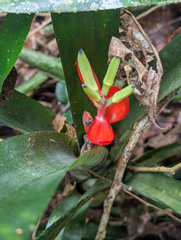 Billbergia amoena (Billbergia amoena)